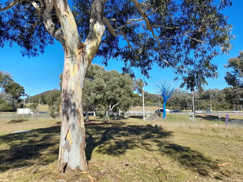 Canberra Blue Trees