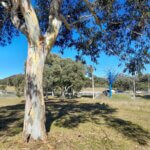 Canberra Blue Trees