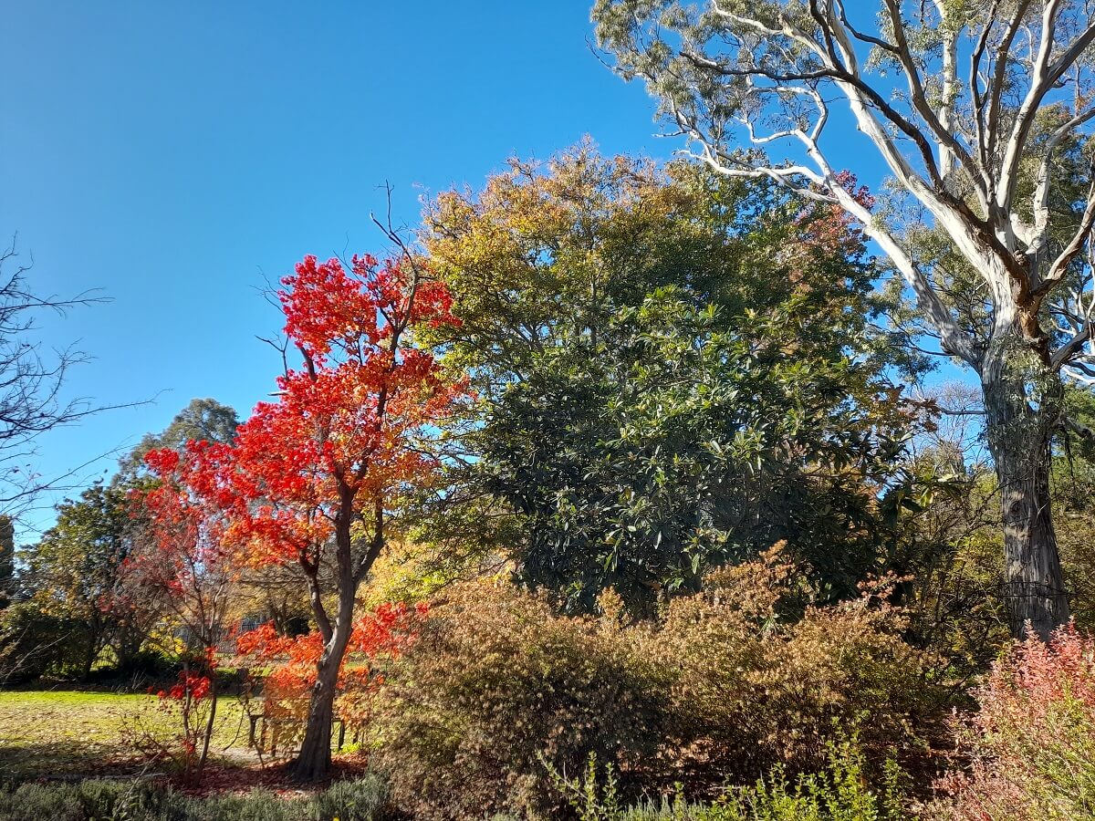 Fetherston Gardens Arboretum