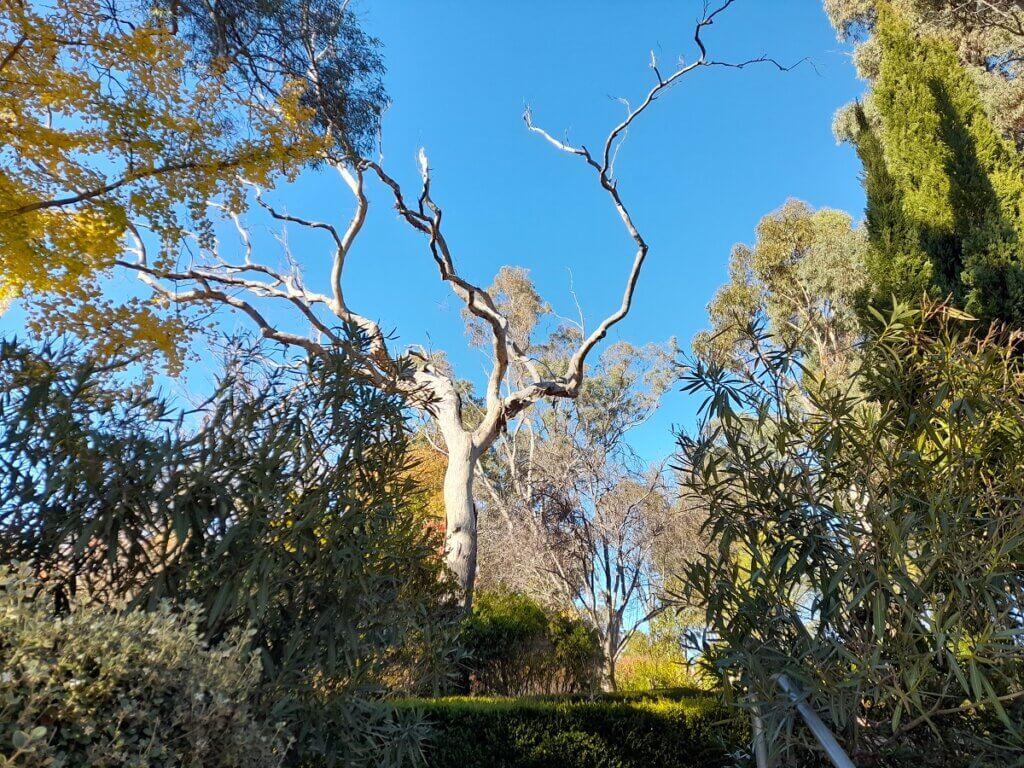 Trees Inside Fetherston Gardens