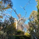 Trees Inside Fetherston Gardens