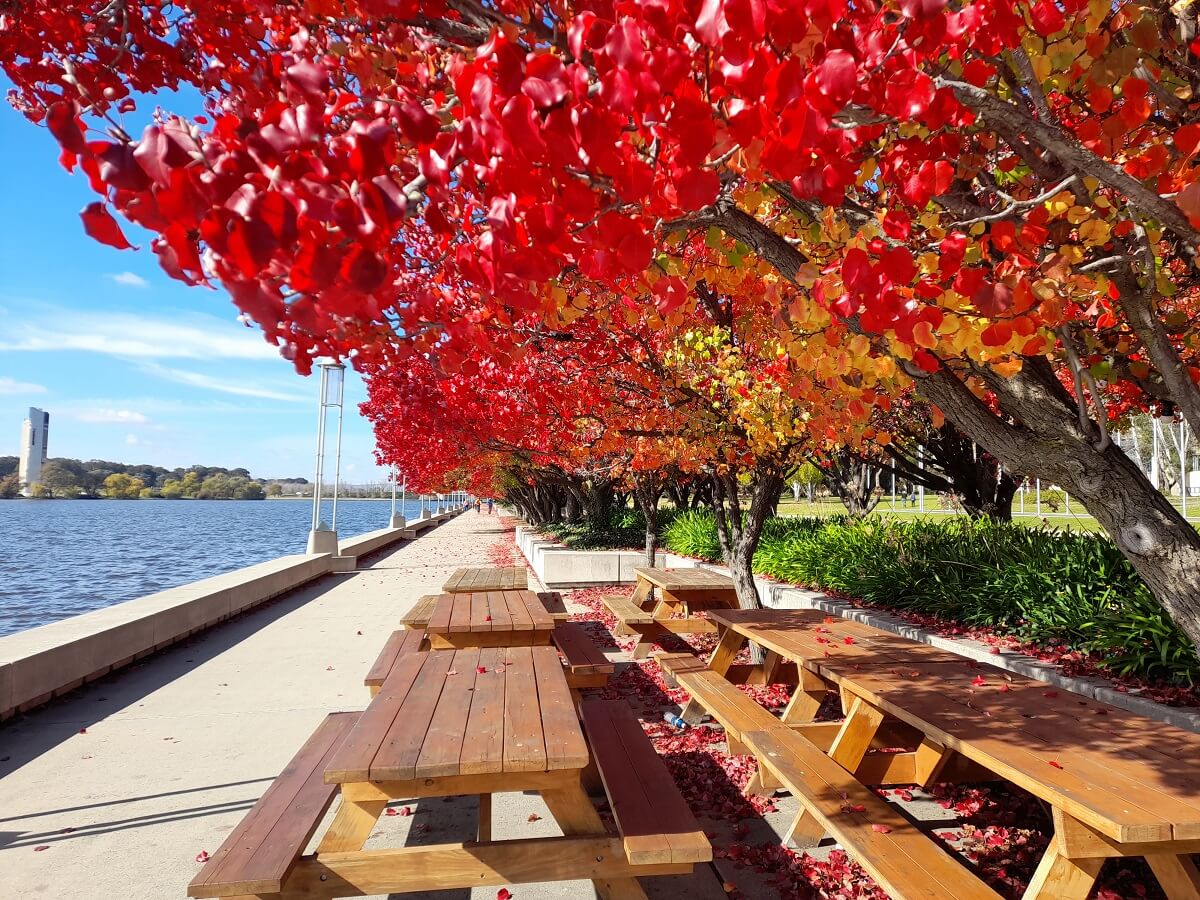 Lake Burley Griffin Canberra in Autumn