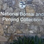 National Bonsai and Penjing Collection